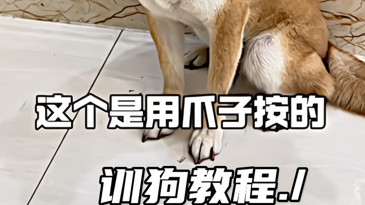 狗子：你是不是玩不起