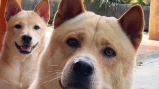 Look at Big Yellow’s expression and movements—this dog is a PRO at guarding the house and yard!
