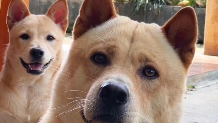 Look at Big Yellow’s expression and movements—this dog is a PRO at guarding the house and yard!