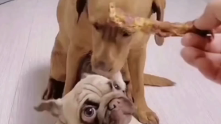 For a moment, it’s hard to tell how many dogs there are.