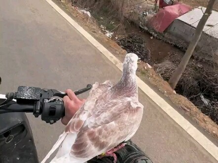 Đã thuần hóa được một chú chim, mang nó ra ngoài thì độ hút mắt thực sự cực cao.