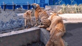 Chó mẹ đứng về một phía và dạy cho con hổ con của mình một bài học
