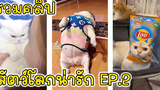 รวมคลิปสัตว์โลกน่ารัก Ep2 - Funny Animals Dogs and Cats Video Compilation EP2