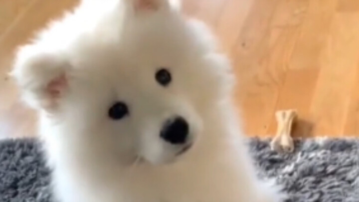 I really am a white fox! (The Samoyed is unbelievably cute!)