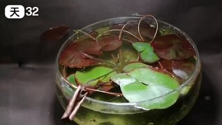 它甚至还会自己打理自己