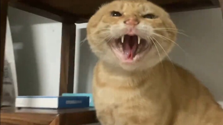 ⚡Chúng ta cùng học Mạo gọi⚡
