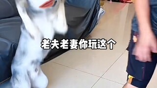 狗狗：你是真的狗