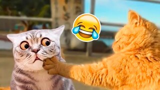 Best Funny Animal Videos Of The 2023 🤣 - Funniest Cats And Dogs Videos 😺😍