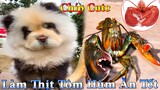 Dương KC | Chíp Cute Phô Mai Que | Bông Bé Bỏng Ham Ăn | funny cute smart dog pets | Thú Cưng TV