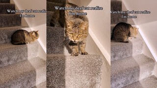 Deaf cat waiting for his mother to come home