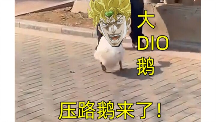 【JOJO】大 DIO 鹅