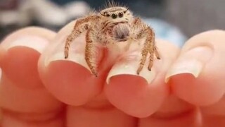 养个小宠物吗？长着大眼睛和八条腿的那种...