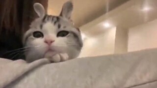 Beberapa kucing menjadi kelinci