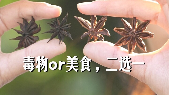 厨房里的八角混进了“有毒冒牌货”？该怎么区分八角和莽草？