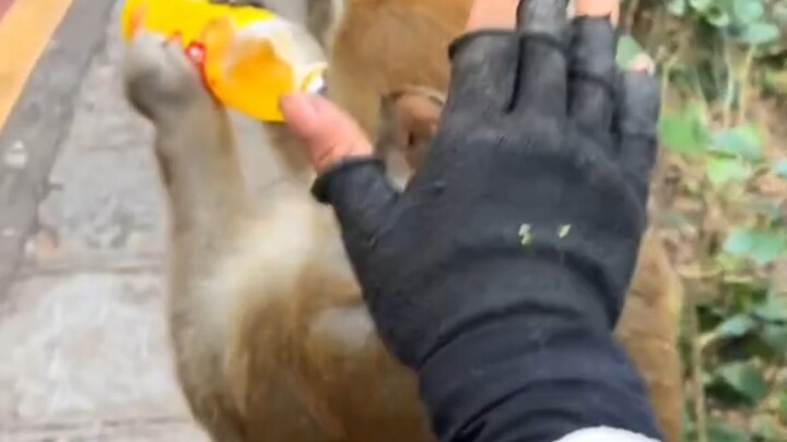 ลิงถูกแกล้ง ตอบโต้อย่างรุนแรง