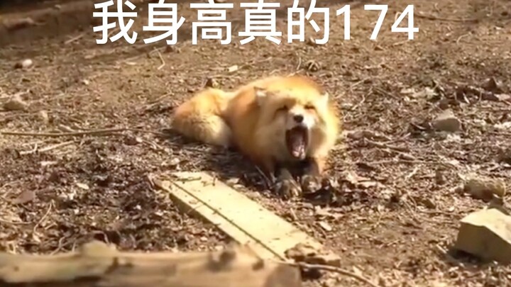 Tan Jianci ชี้แจงบันทึก