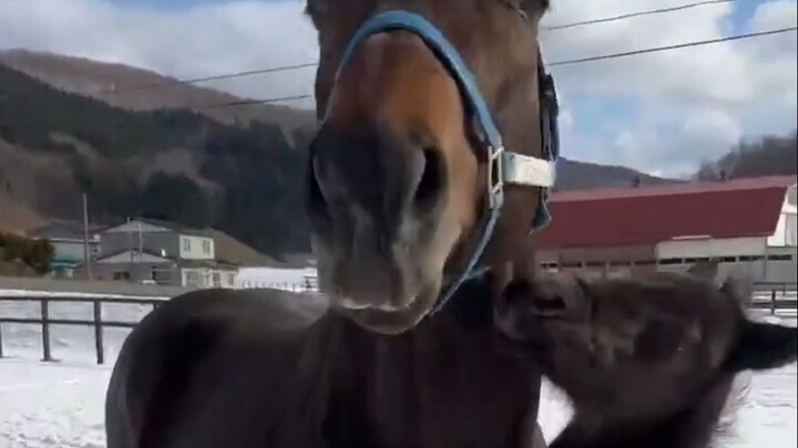 A little foal tumbles onto its back just to give its mom a kiss
