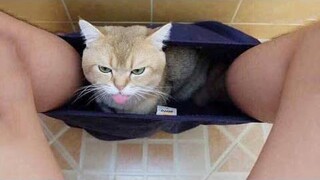 Funniest Cats 😹 - อย่าพยายามกลั้นเสียงหัวเราะ 😂 - Funny Cats Life