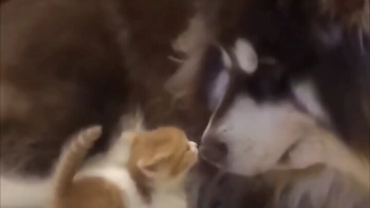 Nuốt chửng em luôn!