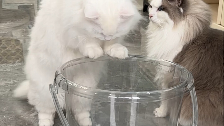 ล้างแมวตัวหนึ่งที ต้องพักครึ่งปีถึงจะมีแรงกล้าล้างตัวต่อไปได้