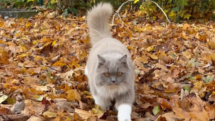 When my cat saw me petting the new Ragdoll cat in the village...