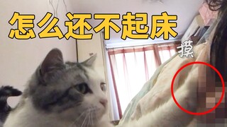 猫咪每天早上叫主人起床，手法非常老练