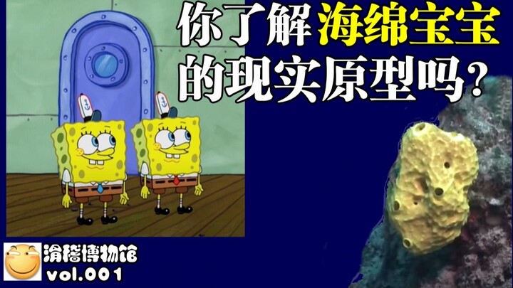 你了解海绵宝宝的现实原型吗？