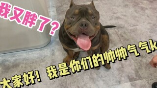 恶霸犬KK猪今天跟我出去跑风了，我能感觉到它累并快乐着