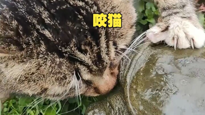 Ba ba: Không hiểu con rùa nào lại nghiên cứu thứ này nhỉ?