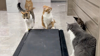 The little tabby cat has some food