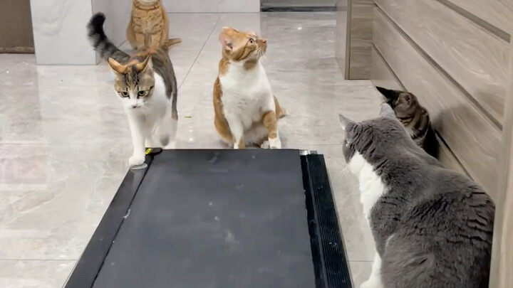 The little tabby cat has some food