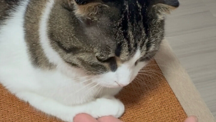 Teach you how to shake hands!