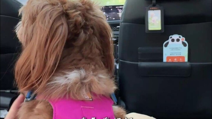 فِلُوغ 34 | كيف يمكن أن تمضي الأيام وكأنه لا يوجد جرو على الإطلاق 🎈