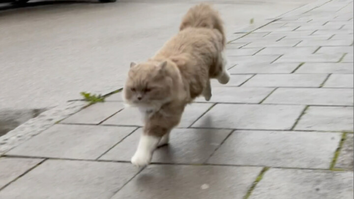 I heard my cat can't run?