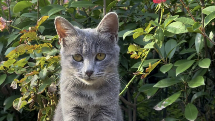 I’m so touched! The little kitten I bottle-fed six months ago has actually recognized me now that it