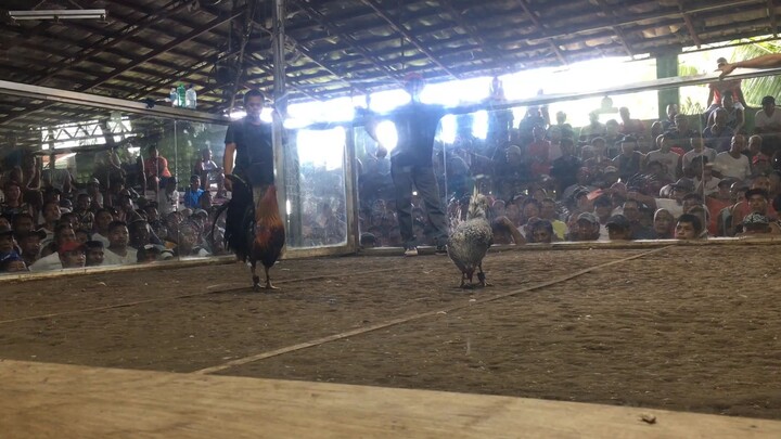 BlackDom🐓