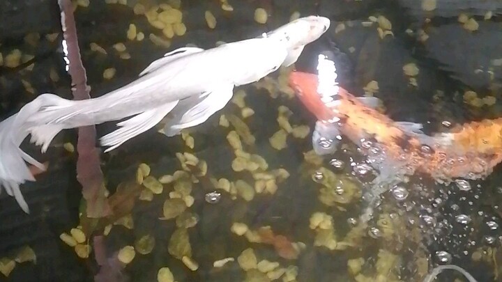 Koi fish @pond #bilibililegendarycreatoredition2