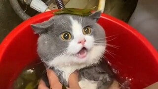 猫：我不喜欢洗澡