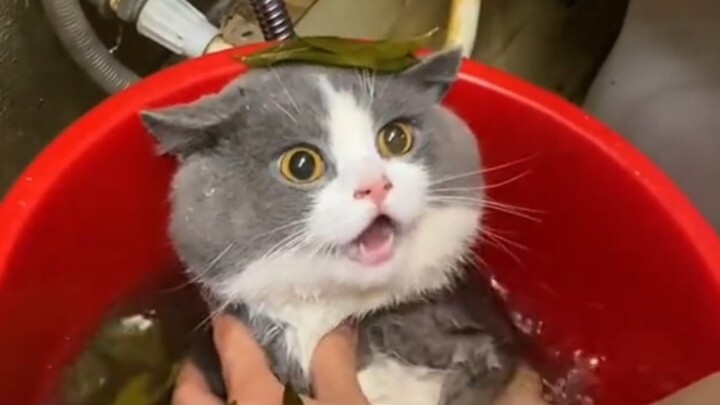 Cat: I don't like taking baths.