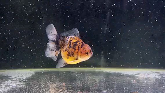 Calico Tiger Oranda
