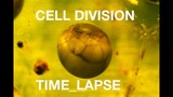 Amazing Time lapse of cell division No CGI