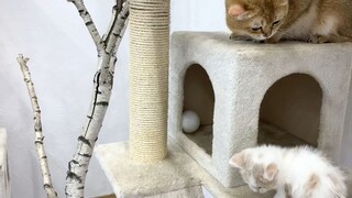 Mèo bố xem mèo con Willie chiếm vị trí yêu thích của mình