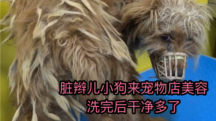 A dreadlocked pup visits the pet salon for a haircut—and looks so much cleaner afterward!