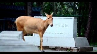 “Kesedihan” Guo Geng sebagai peringatan tentang kepunahan spesies
