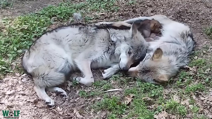 【Sói Mexico】Chú sói hơn một tuổi tranh giành tình yêu của mẹ cùng các bé con ❤