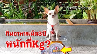 น้องจิงโจ้ชิวาว่า กินอาหารเม็ด 3 ปี หนักกี่กิโลกรัม