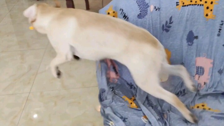 Anjing|Labrador Retriever yang Bersemangat Saat Pemiliknya Pulang