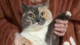 A little moldy cat pops out!