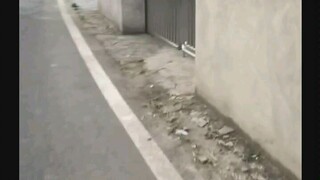 第一次路过这里被它吼了，后来我每天路过都要吓他