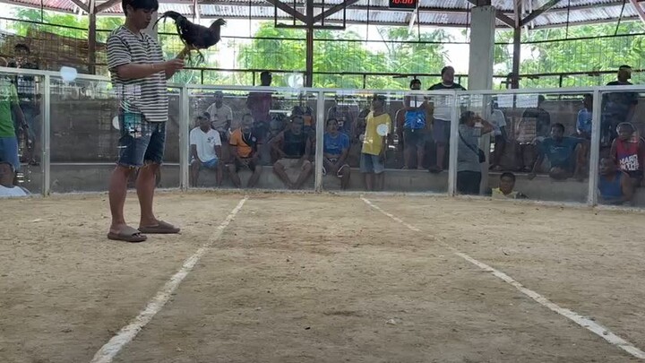 Talo tayo 🐓🫡